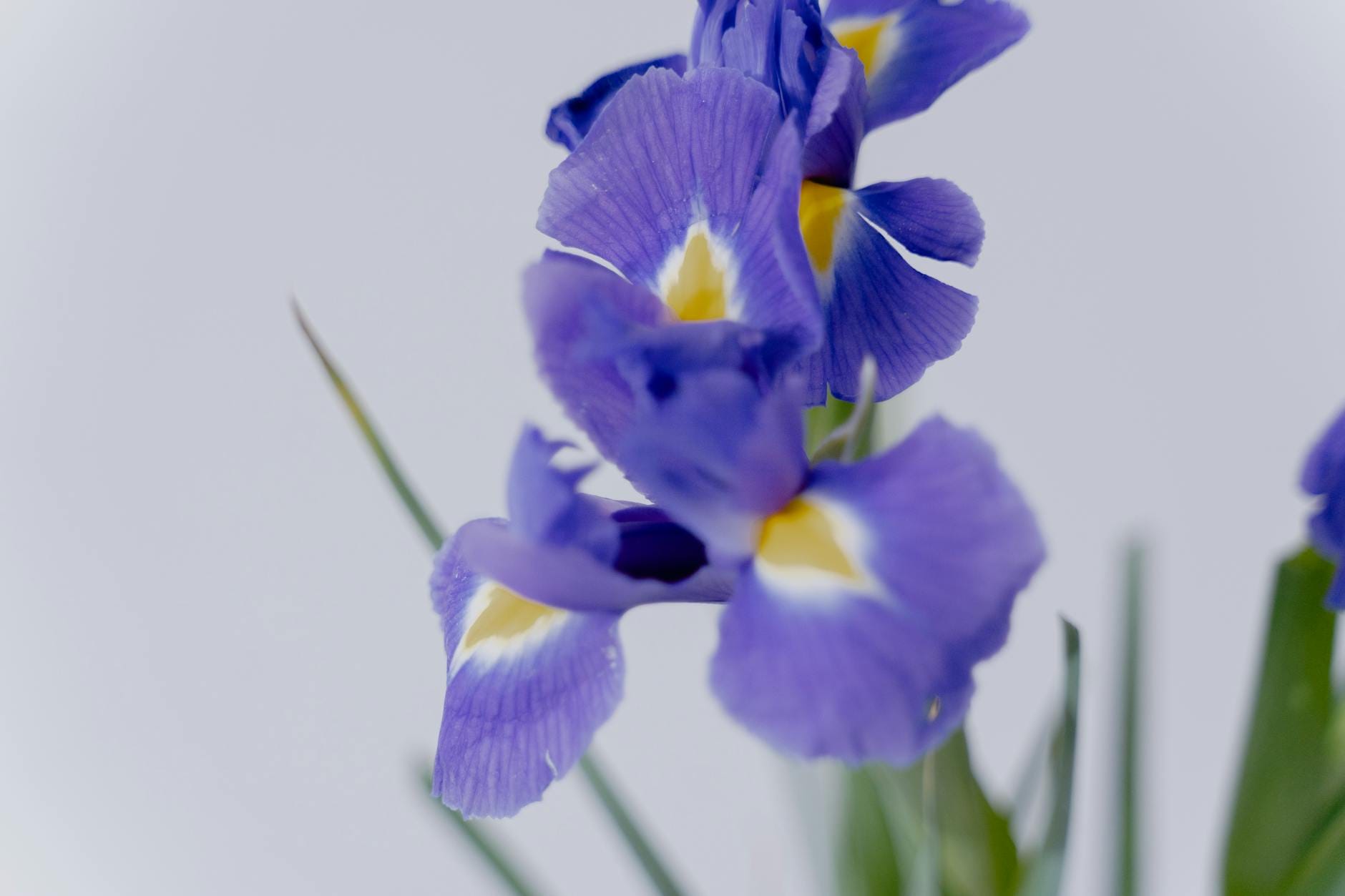 Zbliżenie fioletowych kwiatów irysa o delikatnych płatkach