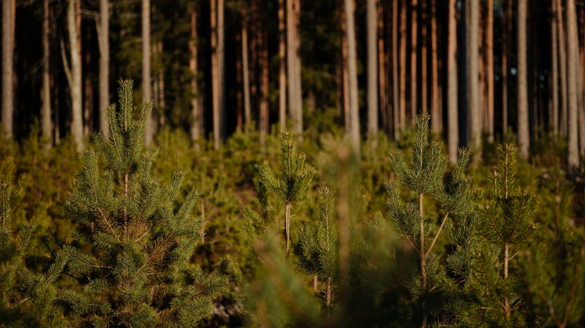 Gęsty sosnowy las z młodymi iglastymi drzewami na pierwszym planie