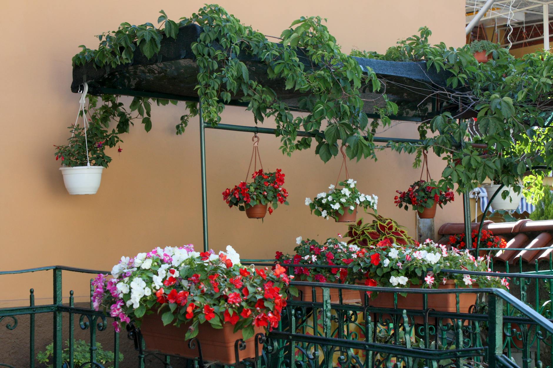 Letni balkon z kolorowymi, pachnącymi kwiatami w donicach przy ścianie